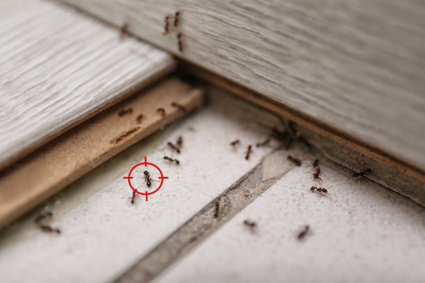 Wasp Removal Services in Morehead, KY