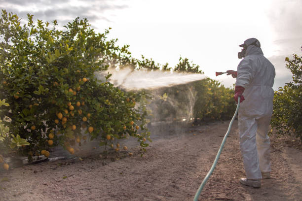 Reliable Morehead, KY Pest Control Solutions