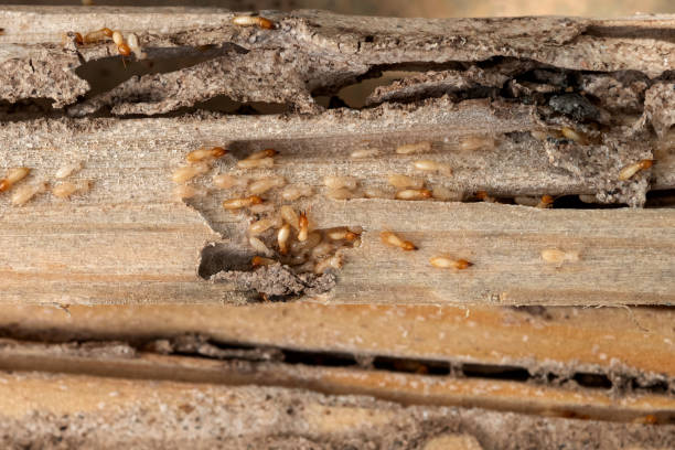 Best Termite Control Services  in Morehead, KY