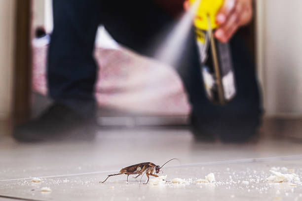 Trusted Morehead, KY Pest Control Experts