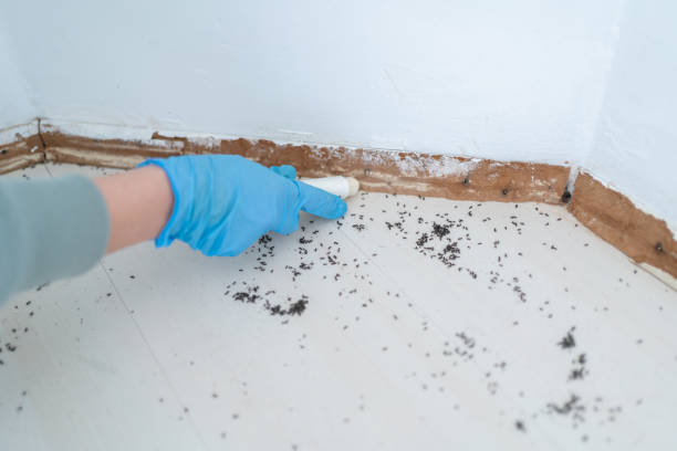 Best Flea Control Services  in Morehead, KY